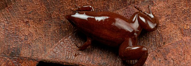 La nuova specie di rana tale e quale alla "cioccorana" di Harry Potter (immag diffuse su Twitter dal naturalista German Chavel)
