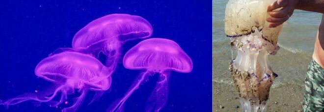 Medusa luminosa, allarme in Salento: "invasione" sulla costa dello Ionio. Cosa sta succedendo