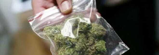Dosi di marijuana nascoste nell'aiuola, spacciatore preso dalla polizia a Sant'Antimo