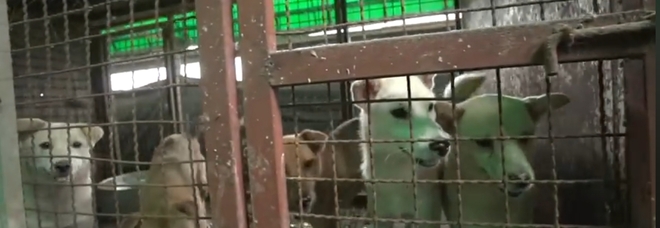 Alcuni dei 170 esemplari scoperti in un allevamento di cani da macello in Corea del Sud. (immagini e video pubbl da Humane Society International su Fb)