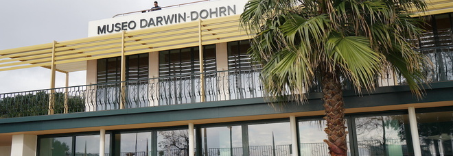 Earth Day, il Museo Darwin Dohrn dedica la «Giornata della Terra» agli uccelli marini