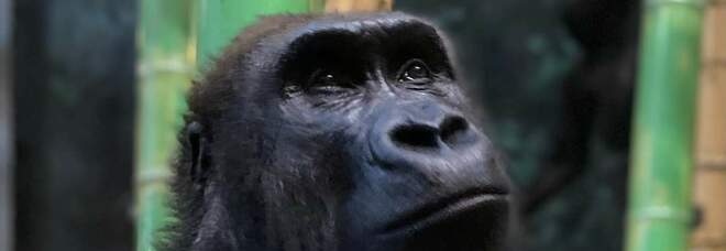 Uno dei giovani gorilla del Lincoln Park Zoo di Chicago (immag diffusa su Fb dal Lincoln Park Zoo Chicago di Grant Guimond)
