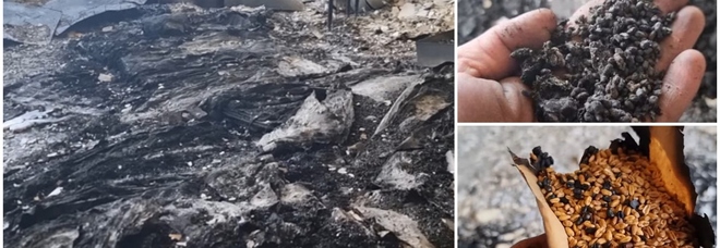 Banca delle piante distrutta a Kharkiv dalle bombe russe: bruciate 160mila varietà di semi e colture uniche al mondo