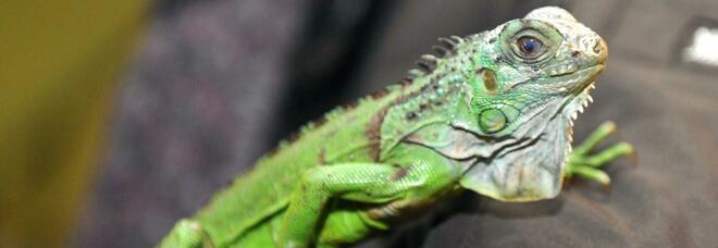 Napoli, esemplare di iguana a rischio estinzione trovato in una azienda
