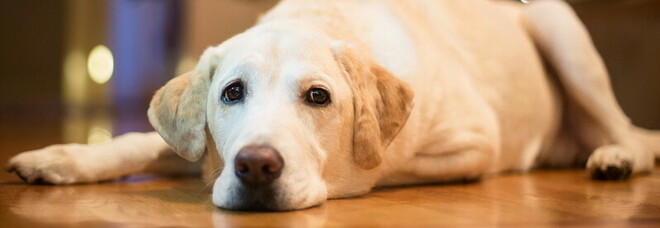 Animali, anche il cane soffre per la morte di un altro cane: ecco i consigli per aiutarlo a superare la depressione post-lutto