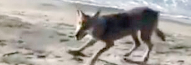 Avvistato un altro lupo nel basso Salento: trovati i resti di un cane sbranato