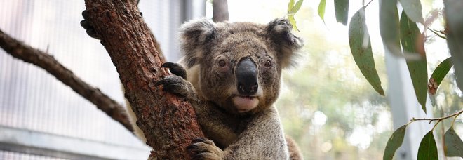Un koala salvato dalle fiamme in Australia