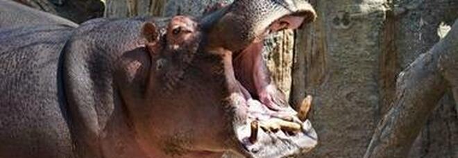 Dagli ippopotami ai criceti: così il Covid colpisce gli animali. Farmaci sperimentali negli zoo