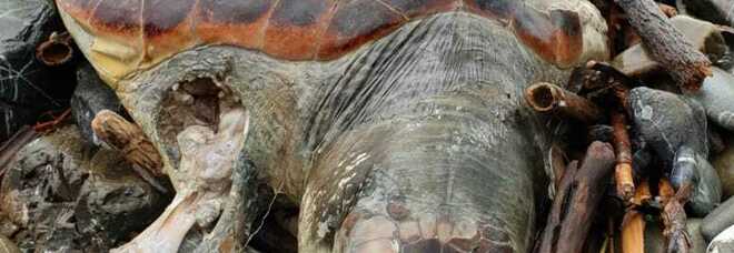 Casal Velino, le mareggiate restituiscono una carcassa di tartaruga caretta caretta