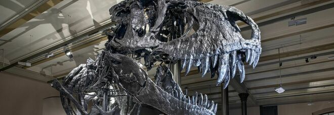 Argentina, scoperto un nuovo dinosauro simile al T-Rex: risale a 80 milioni di anni fa