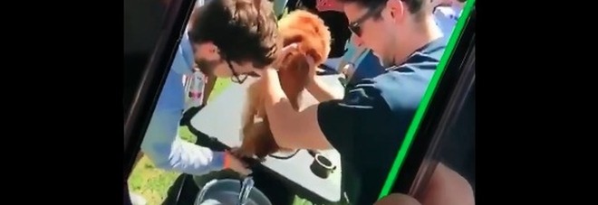 Gruppo di studenti costringe un cagnolino a bere birra da un barile. Il video choc fa il giro del web