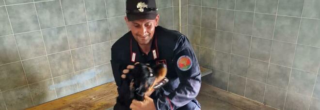 Salerno, cane lasciato al sole in fin di vita: salvato dai carabinieri della forestale