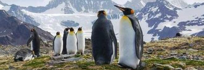 Pinguino fotografato da solo a 3mila chilometri di distanza dal suo habitat: la scoperta in Nuova Zalanda