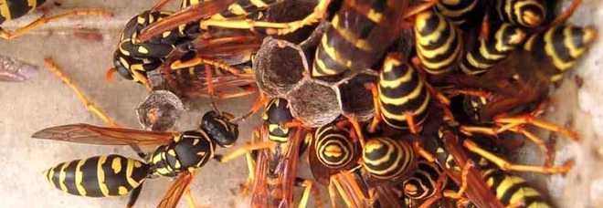Cercatore di funghi attaccato da uno sciame di vespe: è grave