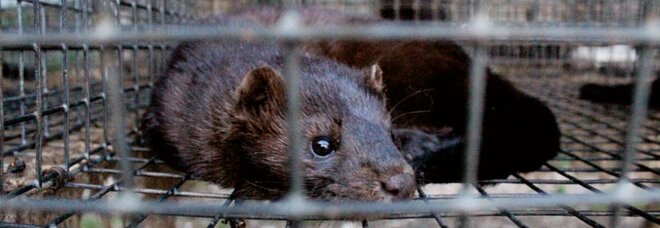 Manovra, svolta animalista: stop all'allevamento e uccisione di animali da pelliccia