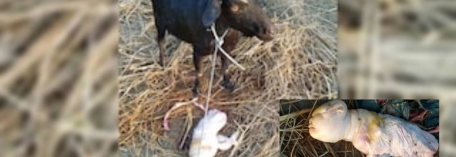 Le incredibili immagini del cucciolo di capra appena nato (immagini diffuse da India Today e ZEE Hindustan)