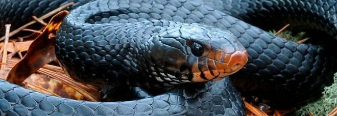 Trovato in una foresta americana un serpente della cui specie non si sapeva più niente dalla metà del secolo scorso