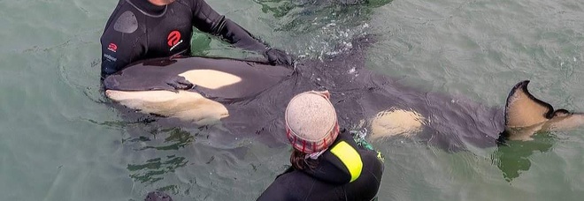 Toa, la baby orca, prima di morire (immag pubbl su fb da Marine Connection e Whale Rescue)
