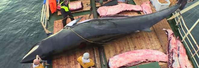La Norvegia riprende la caccia alle balene (immag pubblicata dall'associaz ambientalista C'est assez su Fb)
