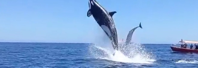 L'orca e il delfino fuori dall'acqua (immag e video pubbl da Miguel Cuevas 19 su Instagram)
