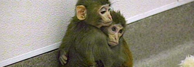 Zoo di Napoli, arrivano le scimmie detenute illegalmente da privati