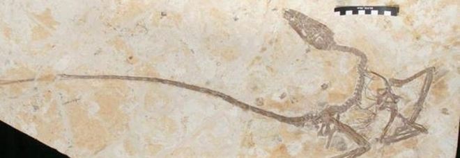 Dinosauro alato, scoperto il fossile del drago danzante : «Specie mai vista prima imparentata col Velociraptor»