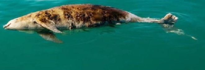 Una vaquita trovata morta dal team di Sea Shepherd