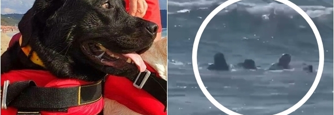 Cani eroi a Palinuro, due labrador si tuffano e salvano una 15enne che stava annegando