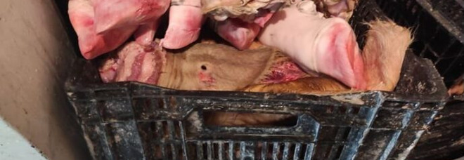 Pagani, 500 chili di carne non tracciata sequestrati in una macelleria