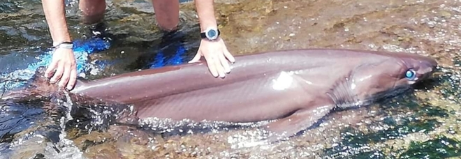Lo squalo capopiatto trovato amputato della coda dai sub a Catania. (immagini pubblicate su Fb da Jonio Pro-Dive Catania)