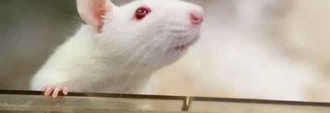 Gli scienziati insegnano ai topi a guidare e parcheggiare