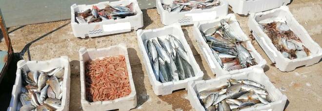 Ischia, controlli tracciabilità del pesce: sequestrati 110 kg di prodotto ittico
