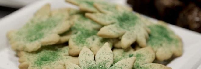 Rimini, azienda regala biscottini alla marijuana ai dipendenti: «Contro lo stress da lavoro»