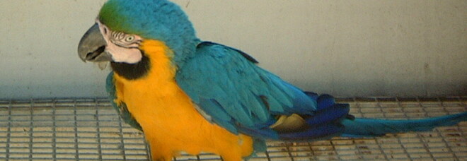 Un pappagallo in una foto d'archivio
