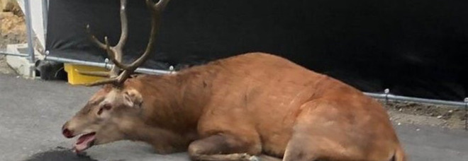 Cervo esausto e ferito scappa dai cacciatori in città: salvato dall'intervento degli animalisti