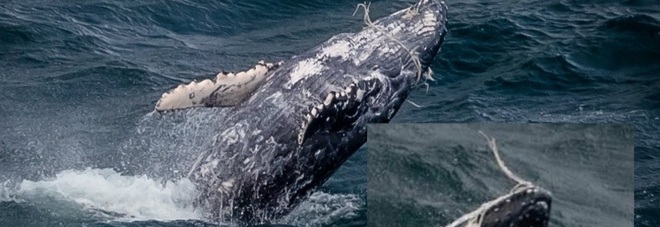 Cucciolo di balena con la rete da pesca che gli chiude la bocca, corsa contro il tempo per salvarlo
