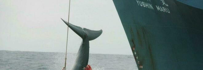 Caccia alle balene, l'Islanda dice basta: «Nessun motivo per continuare». Decisione storica