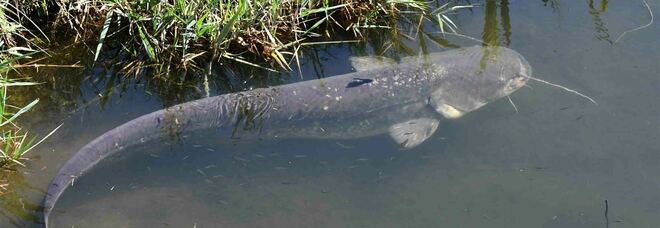 Un gigantesco pesce siluro nel canale di bonifica di Fiumicino