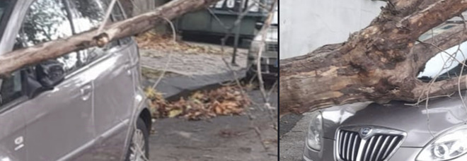 Maltempo a Napoli, crolla albero davanti alla scuola Della Valle di Posillipo
