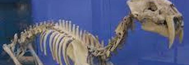 Il "super-gatto" preistorico uccideva i rivali conficcando in testa i suoi denti a sciabola: la scoperta