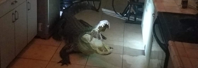 Va in cucina di notte e si trova faccia a faccia con un alligatore affamato di tre metri (foto pubblicata da Clearwater Police Department)