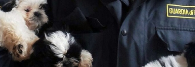 Traffico illecito di cani nel Casertano: sequestrati 39 cuccioli di varie razze