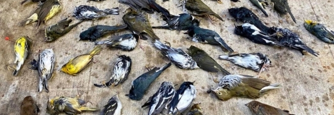 Strage di uccellini a Philadelphia: oltre 1.500 a terra in un giorno. «Morti dopo l'impatto con i grattacieli»