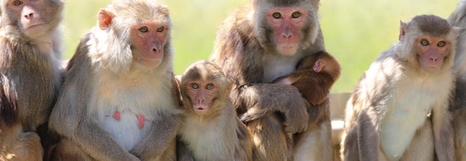 Scimmia rapisce e uccide un neonato di un mese: lo ha strappato dalle braccia della mamma