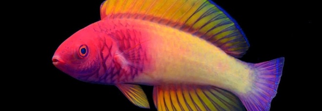 Il nuovo pesce scoperto alle Maldive (immag diffuse da Maldives Marine Research Institute e KaiTheFishGuy su Twitter ecc)