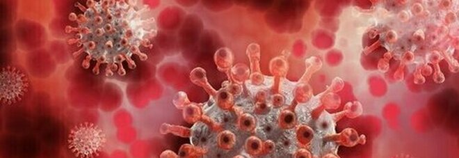 Anticorpo contro tutti i coronavirus: limita le infezioni, anche quelle del Covid
