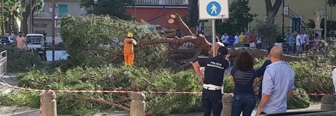 Comunali 2022, paura ad Agropoli: albero cade davanti al seggio elettorale