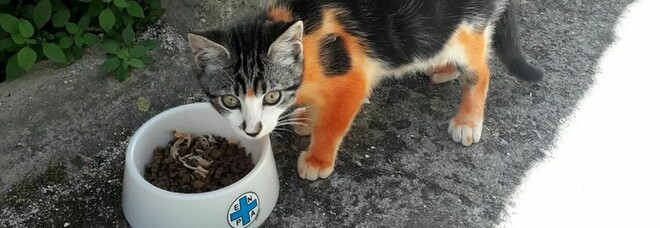 Un gatto randagio è stato verniciato di rosso nel comune di Terni. A difenderlo interviene l'Enpa