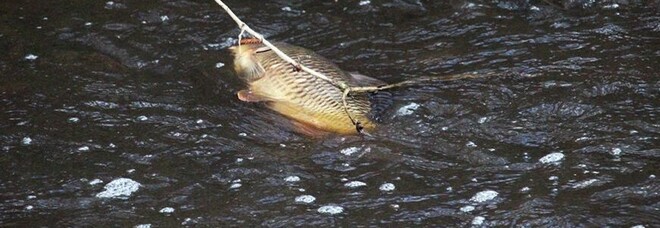 Rottura di un oleodotto uccide 2300 pesci e 32 uccelli: strage ambientale a New Orleans