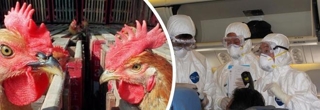 Allarme aviaria, un nuovo virus dalla Cina: «Rischio pandemia, può uccidere come la spagnola»